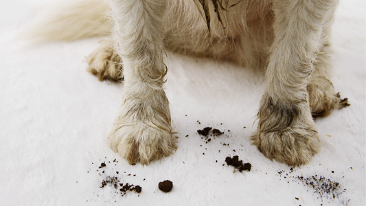 Evcil Hayvan Sahiplerinin Kurtarıcısı: Koltuk ve Yatakları Lekeden Koruyan Su Geçirmez Battaniye